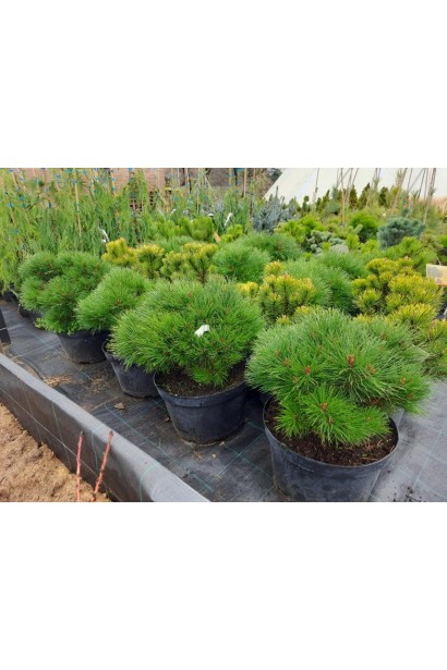 Саджанеці сосни "Марія Брегон" в садовому центрі